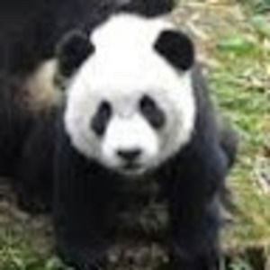 Meet your Posher, Janet